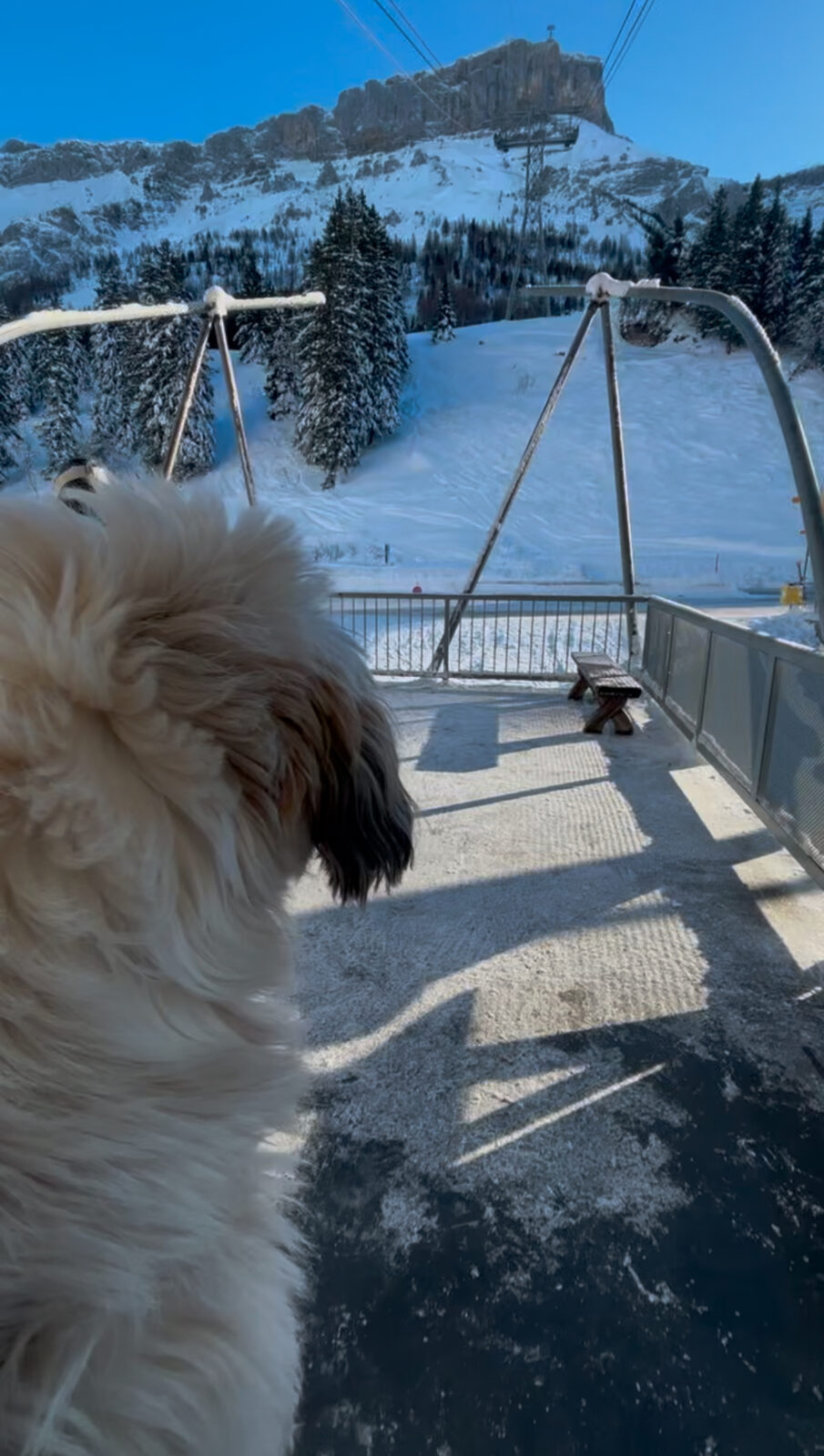 Daisy ready for the cable car up to Glacier 3000
