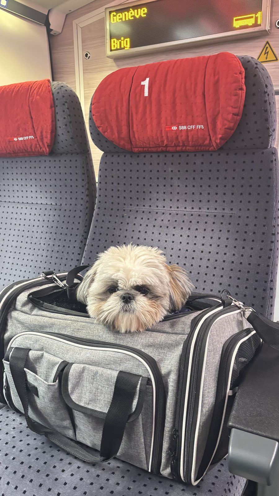Know Your Dog: The Golden Rule of Travelling With Your Dog