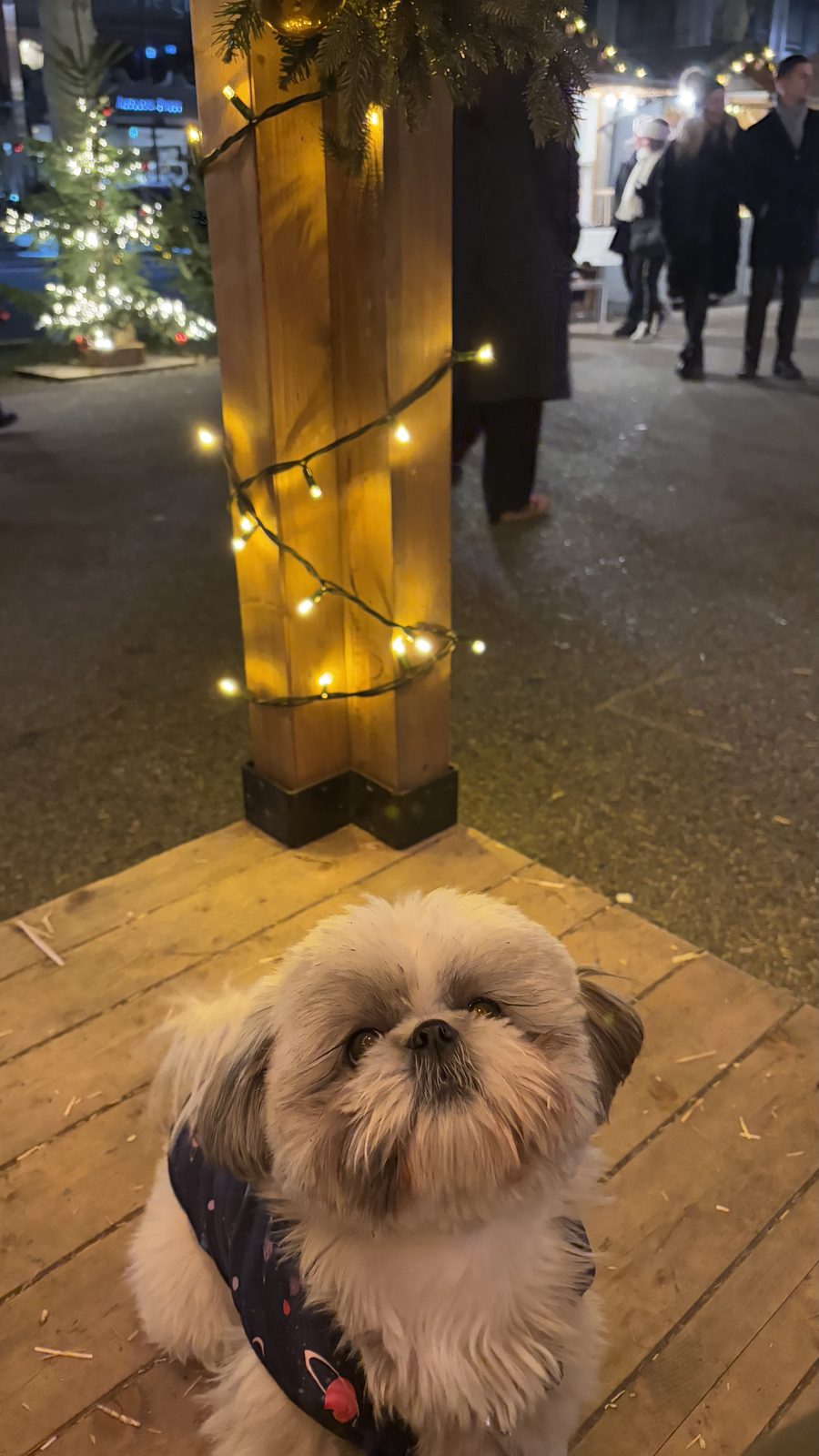 Daisy under the fairy lights at the Geneva Christmas market