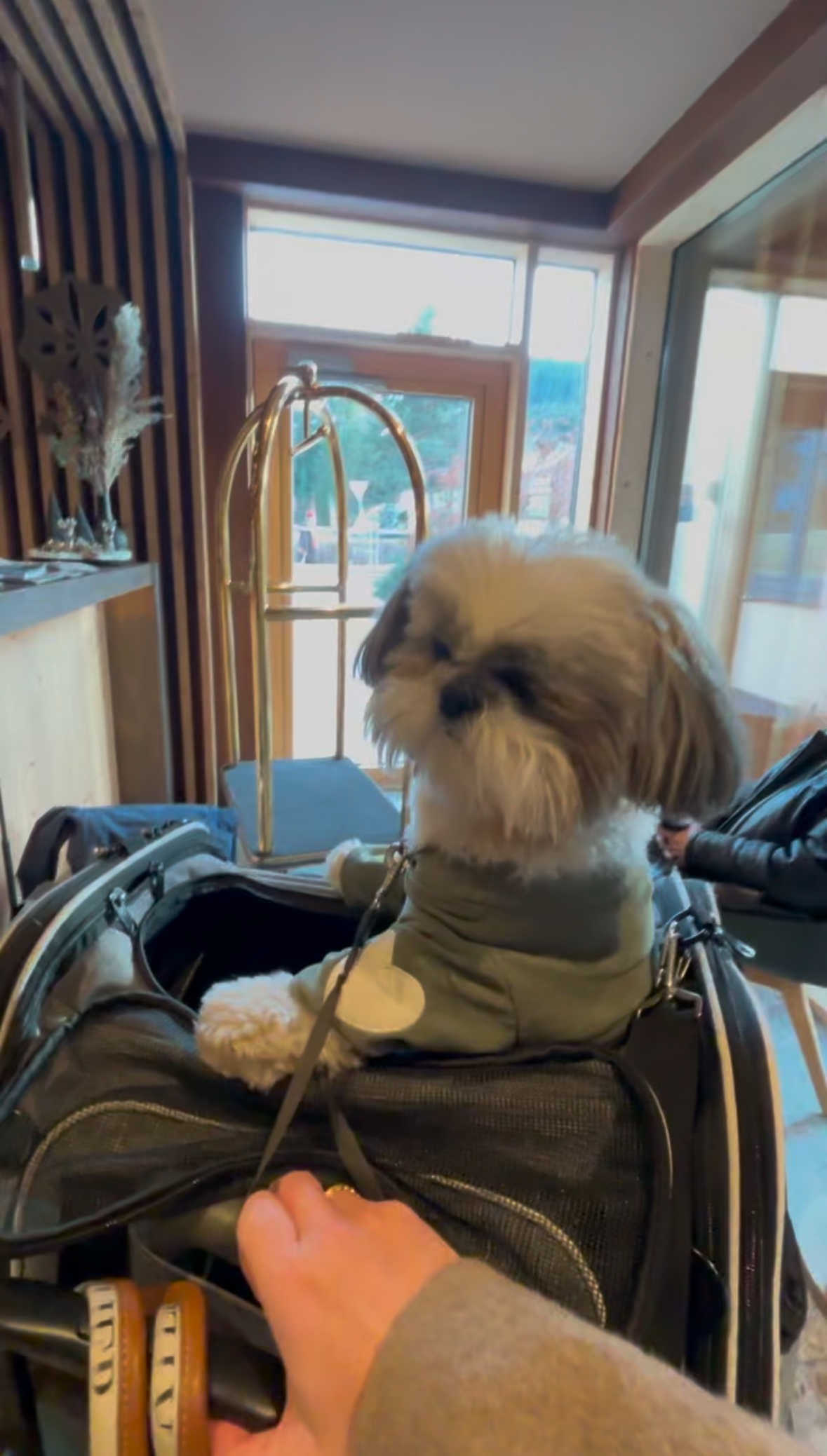 Daisy zipped into her cabin bag, the carrier that has to fit under the seat on every airline