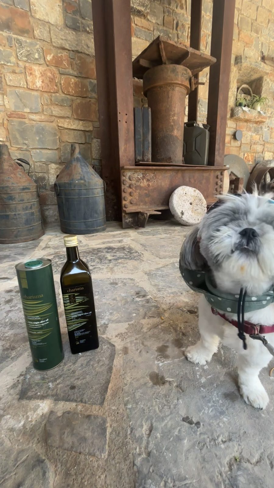 Shih Tzu standing beside Charisma olive oil bottles at a dog-friendly olive oil tasting in Crete at Vassilakis Estate
