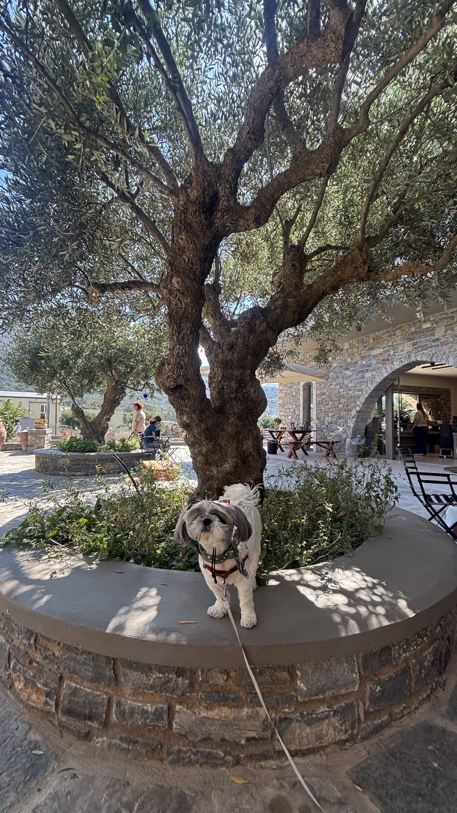Shih Tzu under an ancient olive tree in the courtyard of a dog-friendly olive farm in Crete