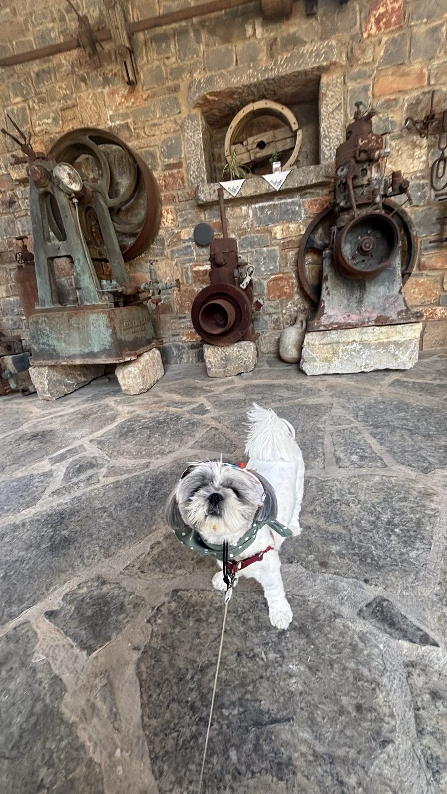 Shih Tzu exploring the antique olive oil press equipment on a Vassilakis Estate tour in Crete