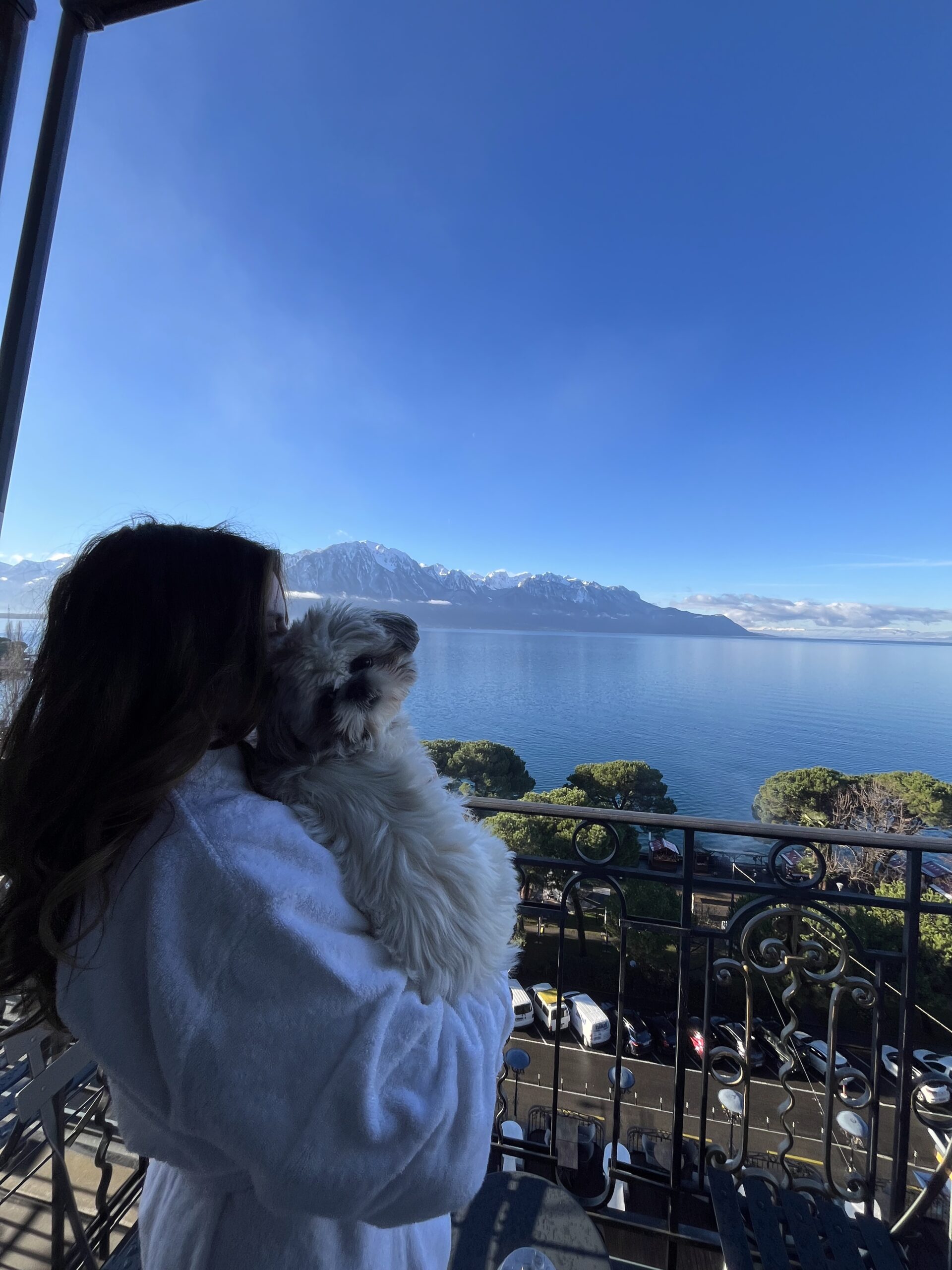 Daisy the Shih Tzu at a luxury hotel