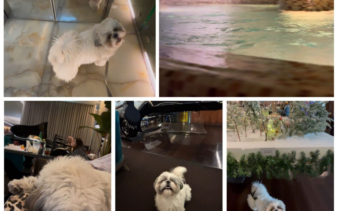 A Dog-Friendly Stay at the Sheraton Lisbon | Review