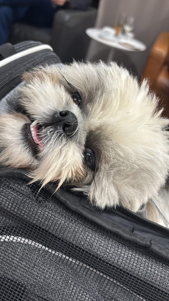 tap airlines help rescue stranded passenger with pet