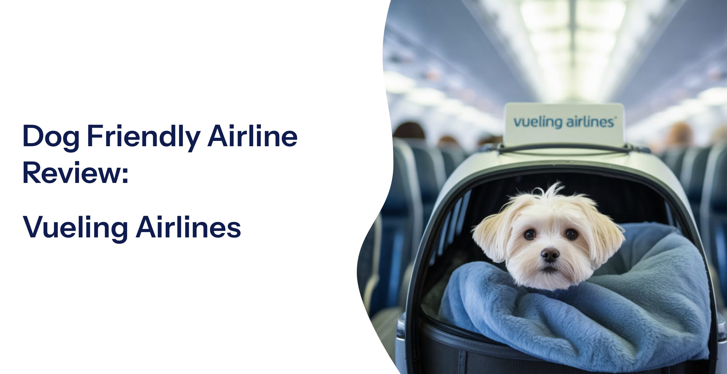 vueling airlines dog friendly review