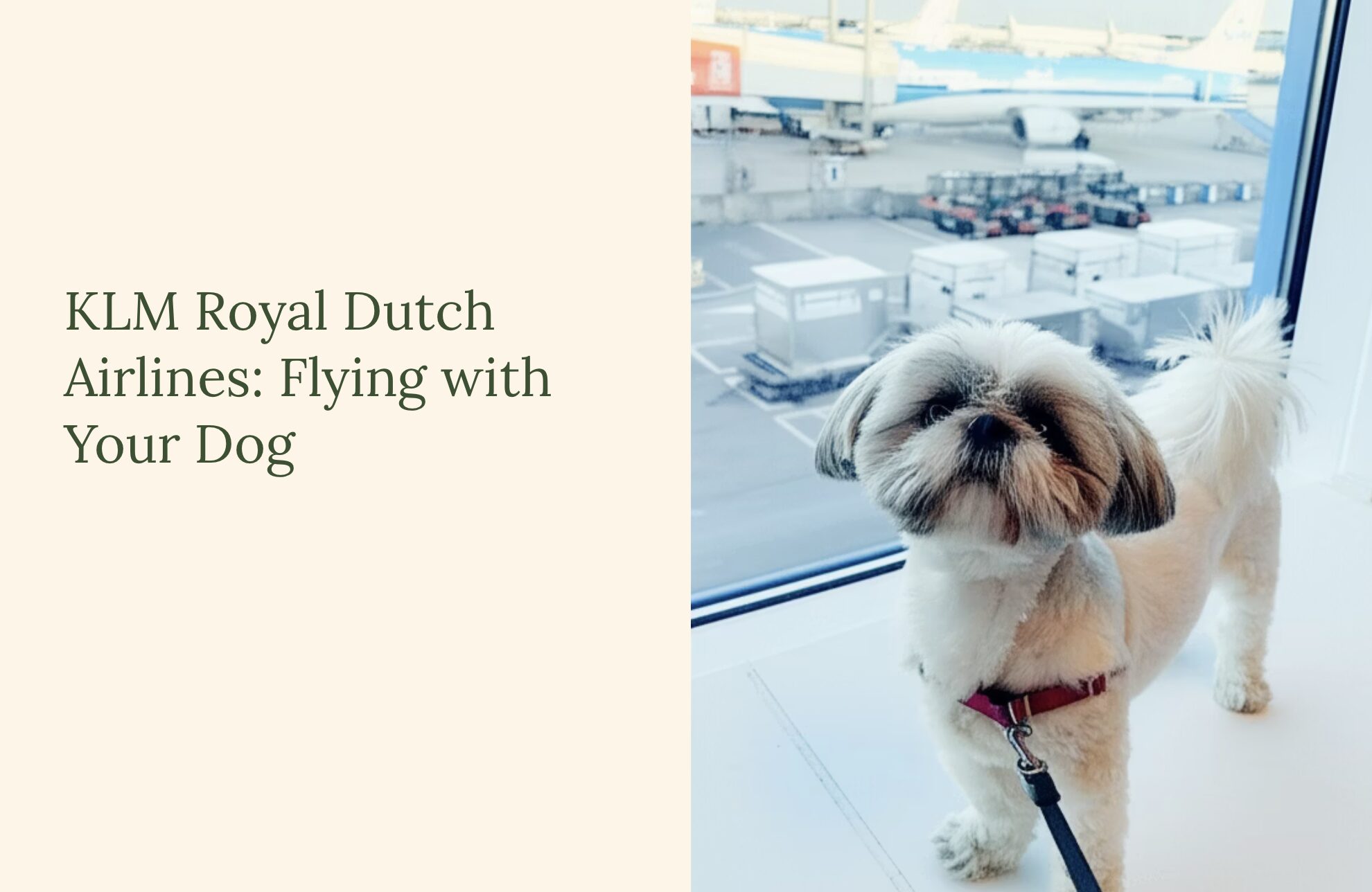 klm dog pet in cabin review