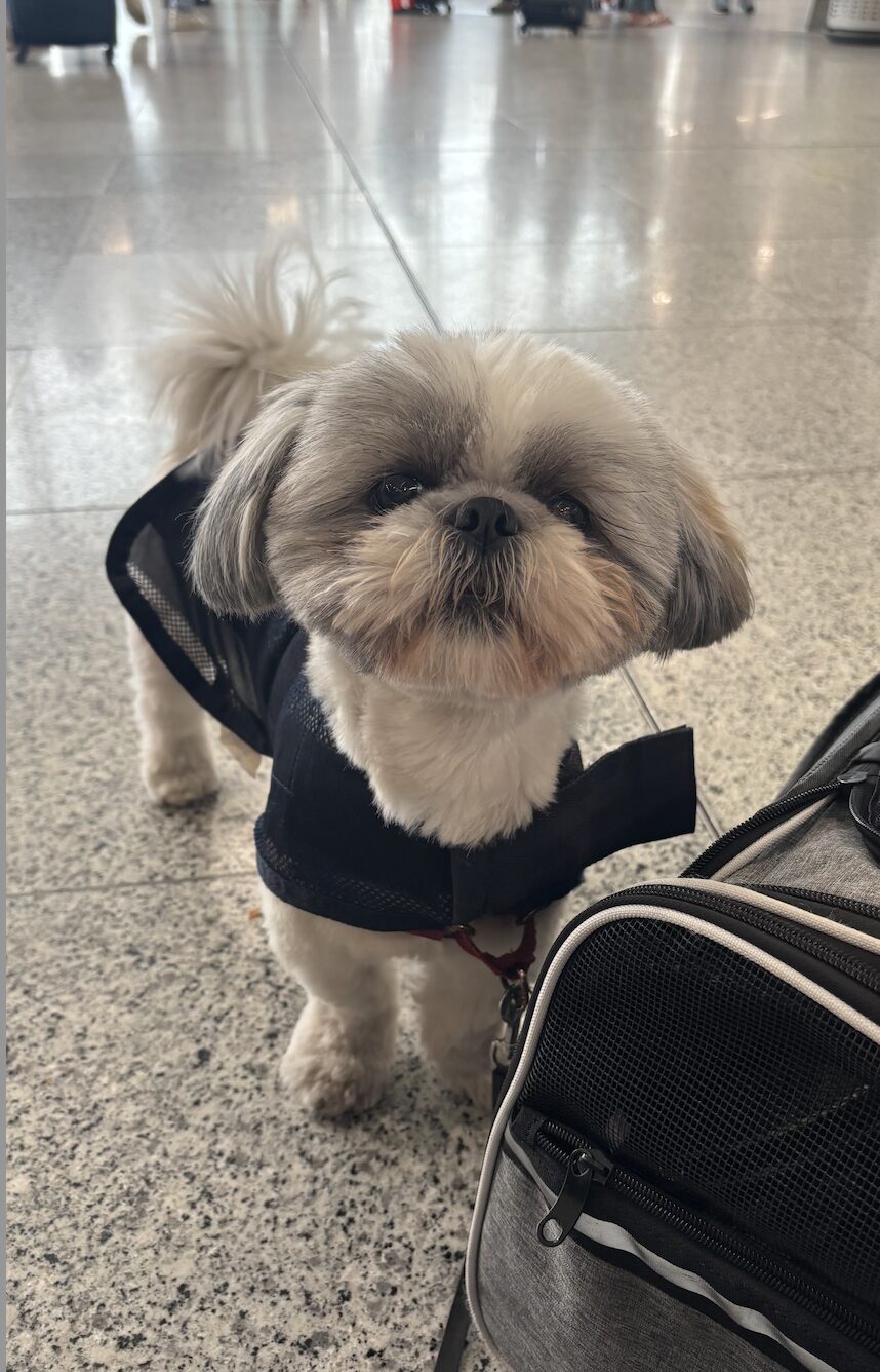 dog in cabin KLM airlines