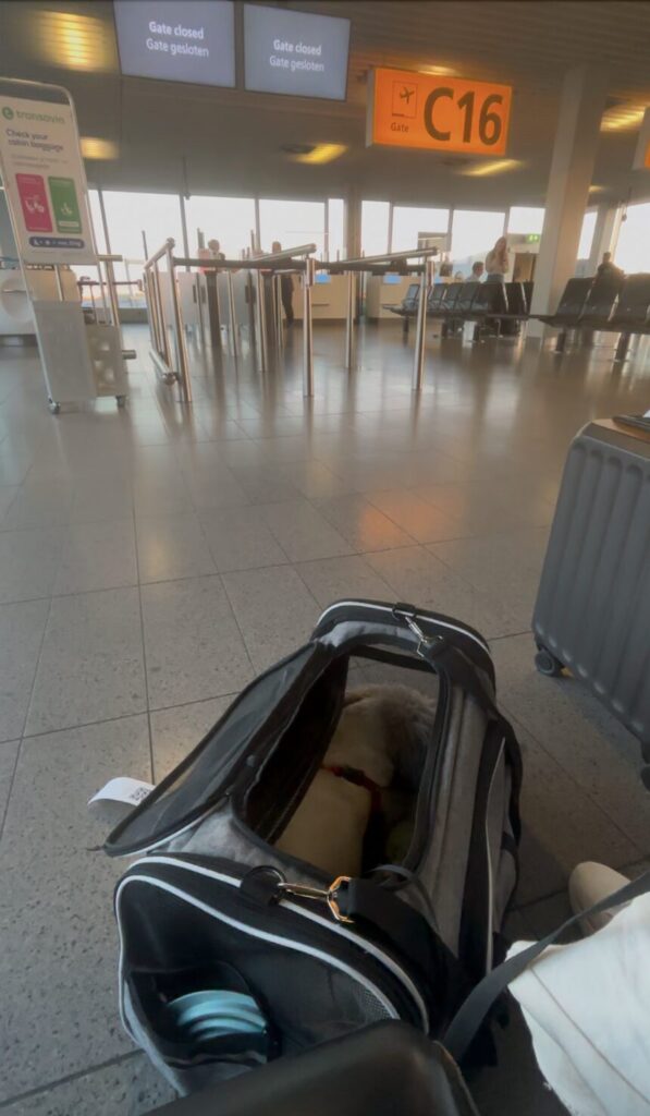 KLM dog in cabin amsterdam airport