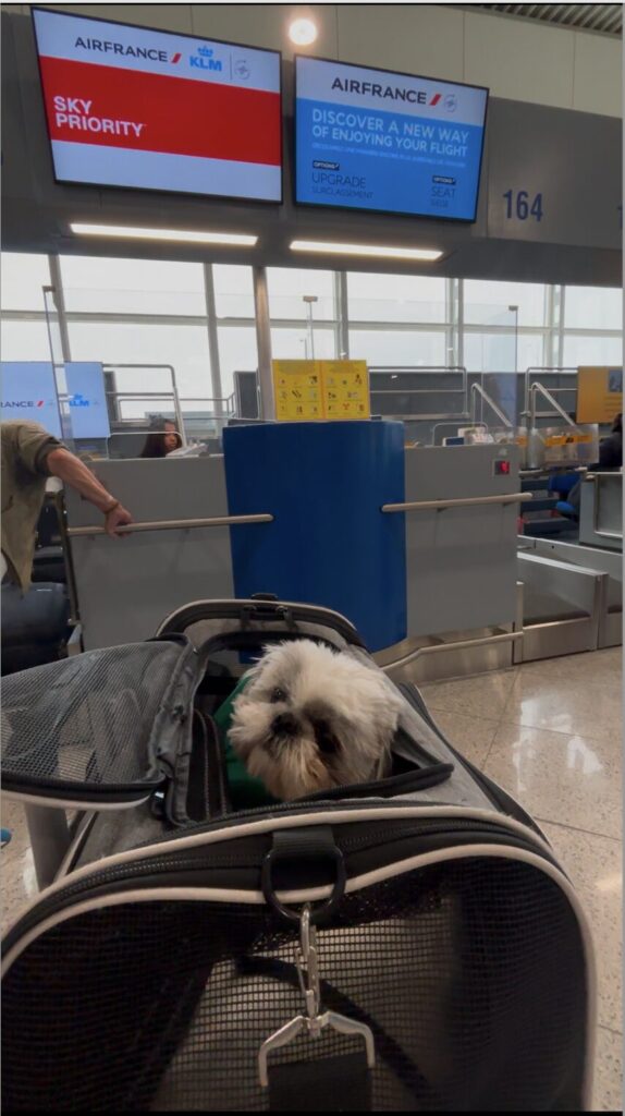 KLM dog in cabin