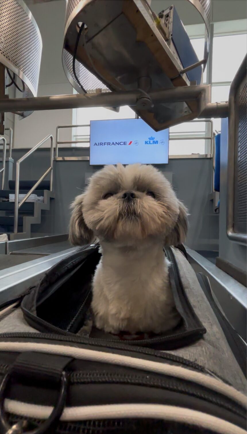 dog flying klm airlines review