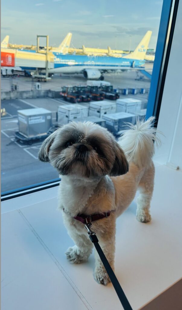KLM Pet in cabin airline review