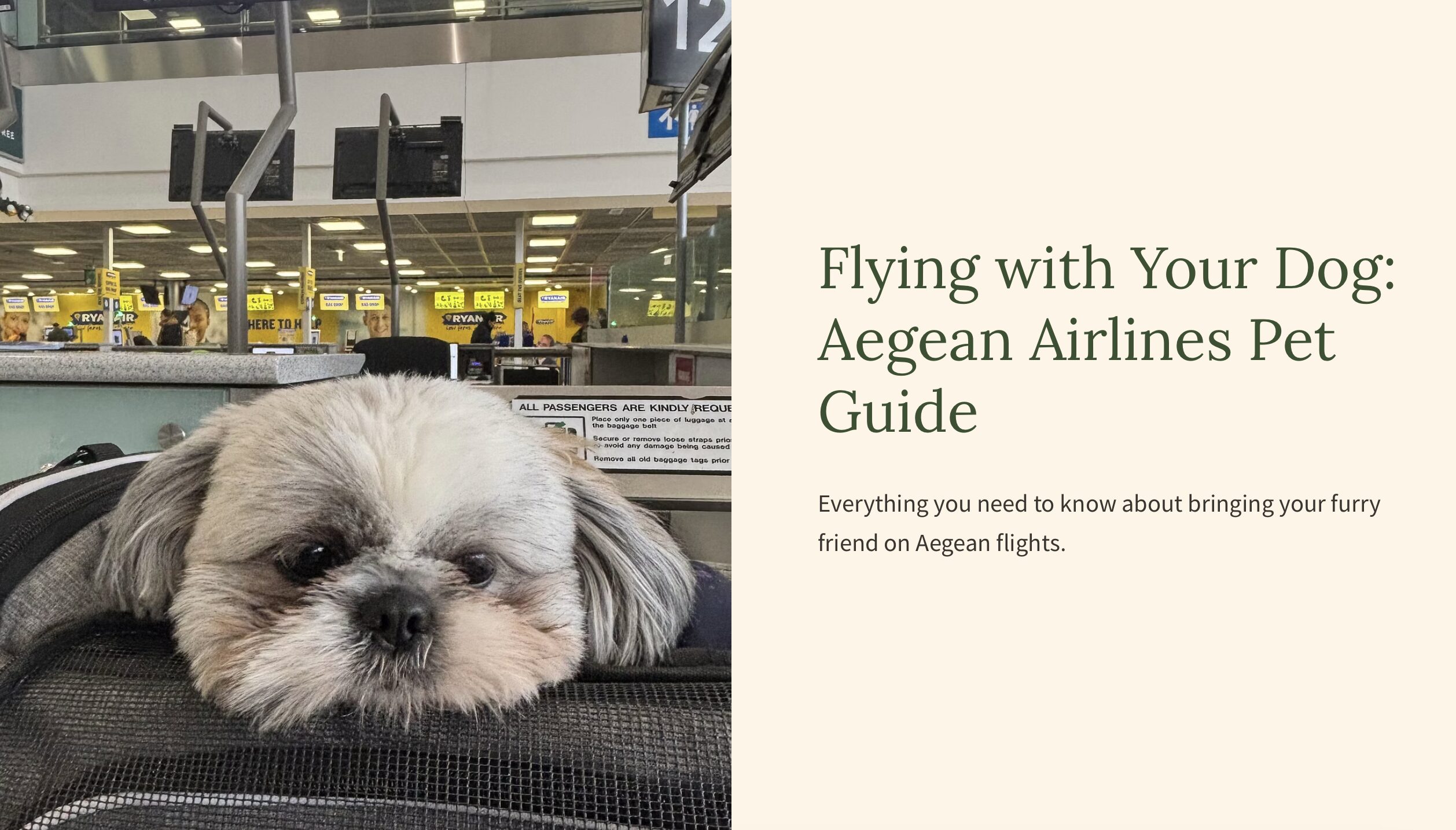 travel with your dog aegan airlines review