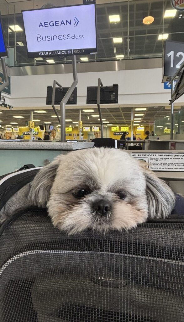 aegean airlines flying with dog