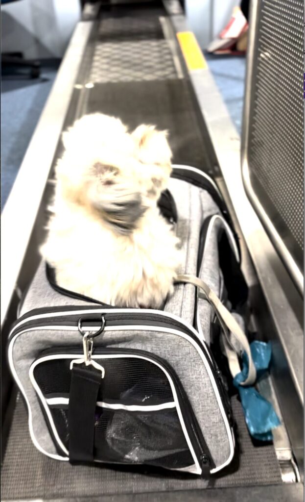 The highlight of the trip! Me jumping out to the check in agent who was amazing!! 5 STARS!