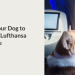 flying with your dog with Lufthansa into Dublin airport