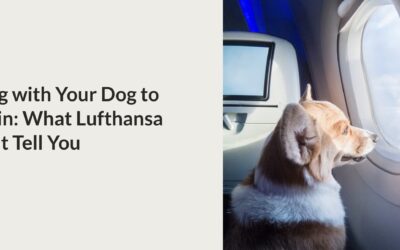 Flying with Your Dog to Dublin: What Lufthansa Won’t Tell You