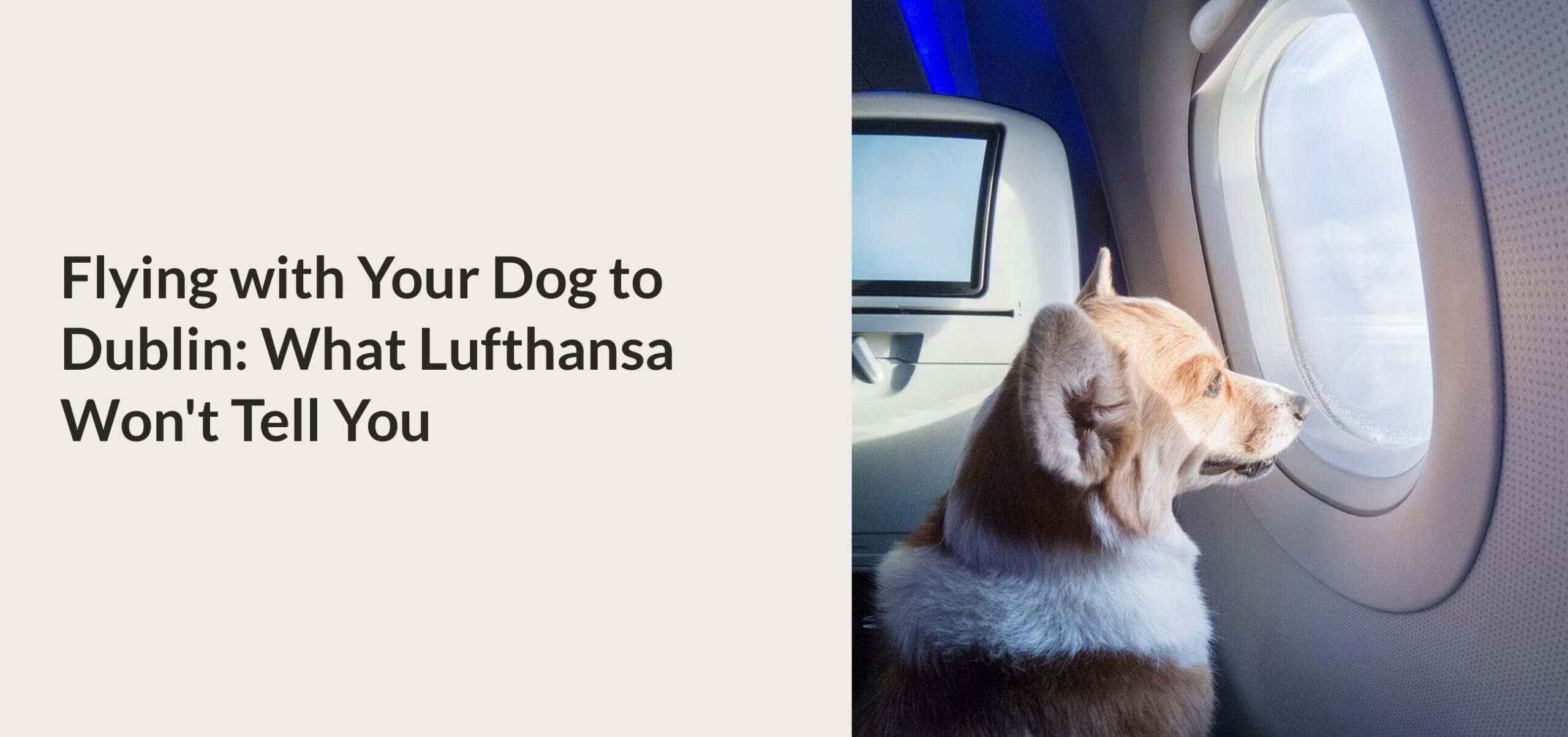 flying with your dog with Lufthansa into Dublin airport
