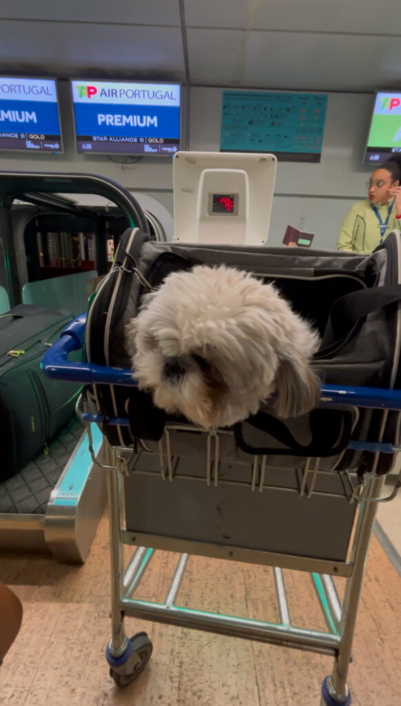 dog flying in cabin checkin at lisbon airport