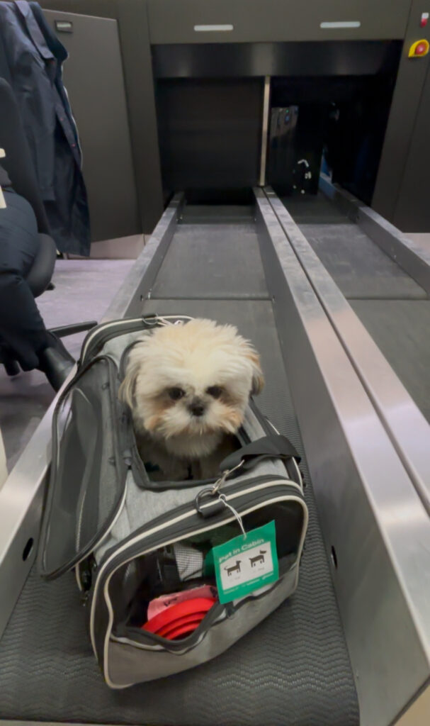 flying dog tap air portuagl check in at geneva
