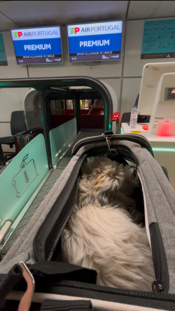 pet in cabin tap air check in lisbon