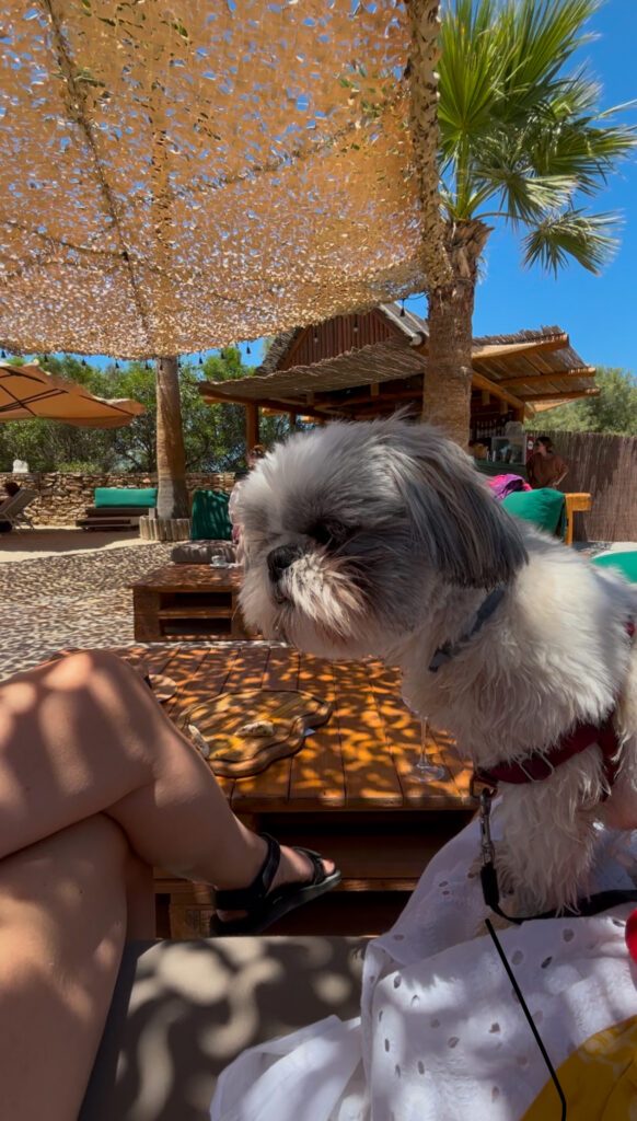 breakfast ready dog naxos