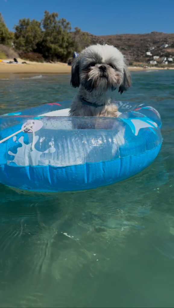visit naxos with your dog