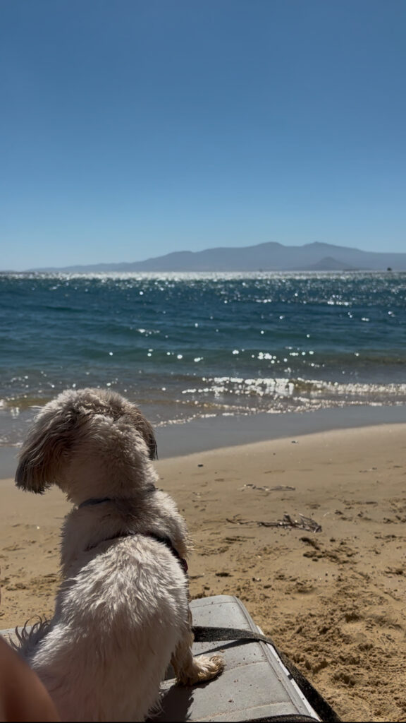 dog friendly naxos