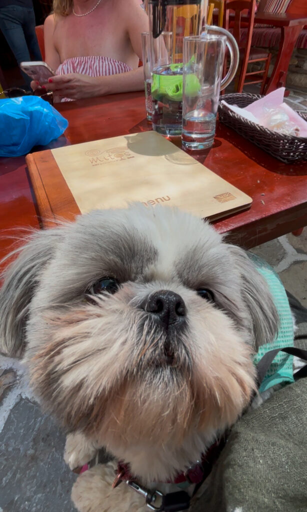 dog friendly restaurants naxos