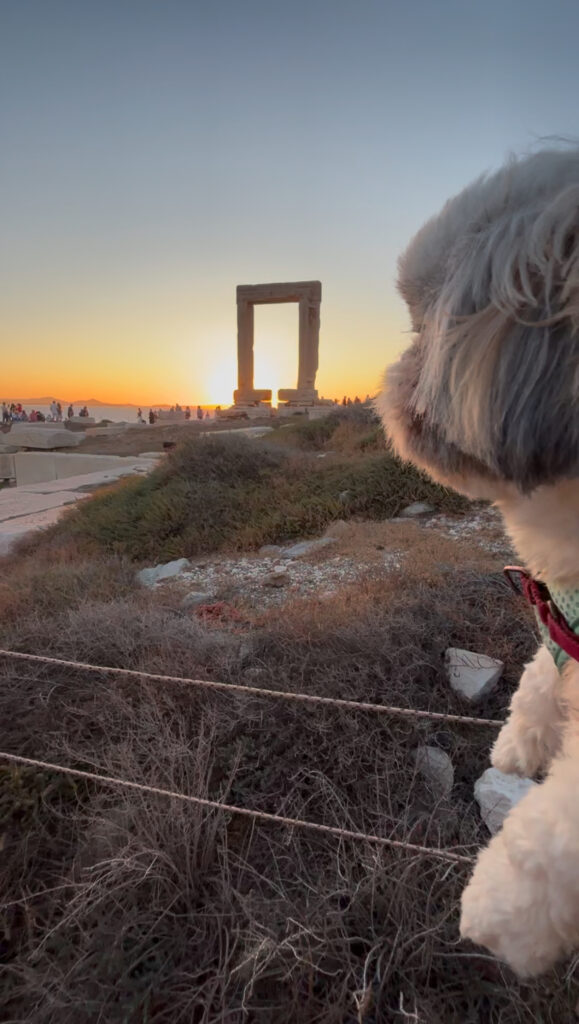temple of apollo sunset dog