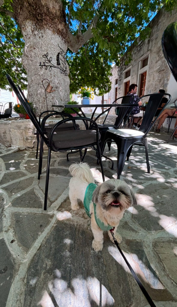 naxos dog friendly mountain town