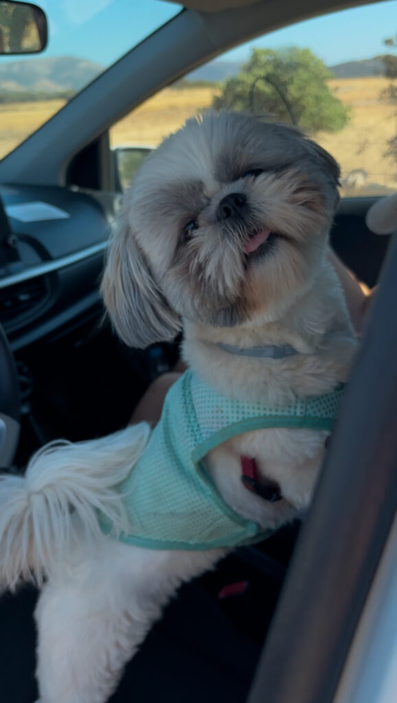 car rental naxos dog friendly
