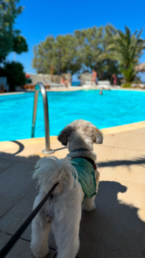 medusa naxos dog friendly resort