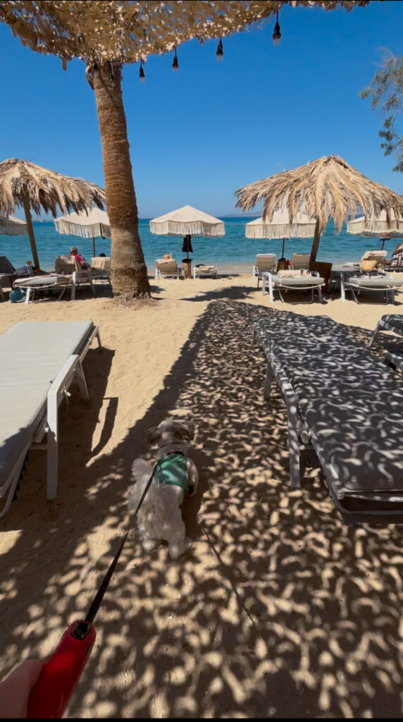 medusa naxos dog friendly resort