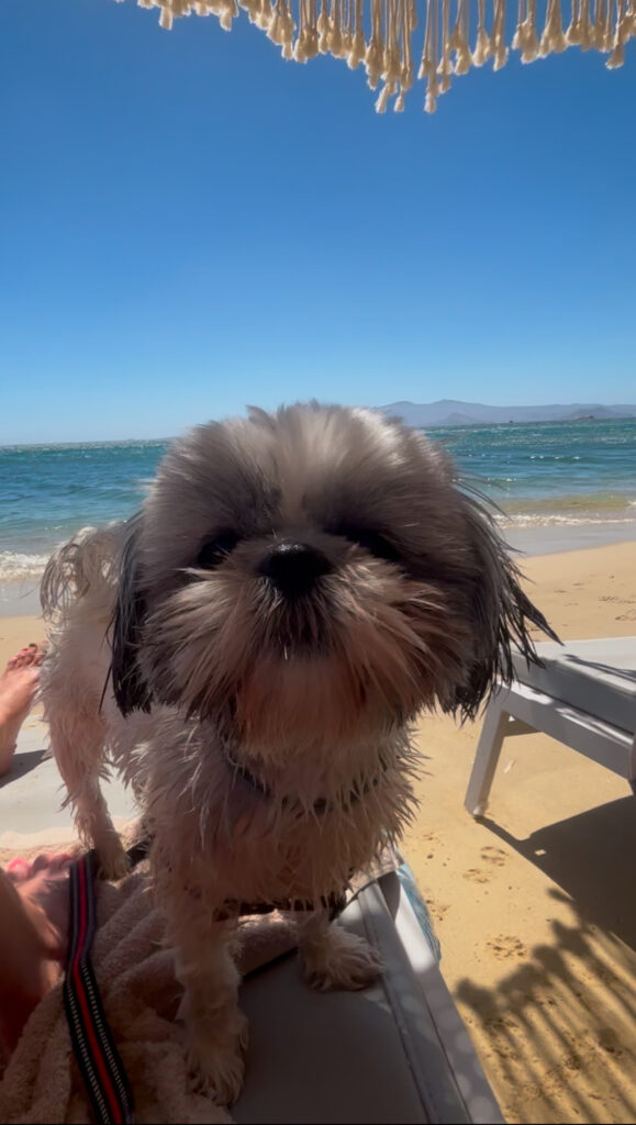 medusa naxos dog friendly resort