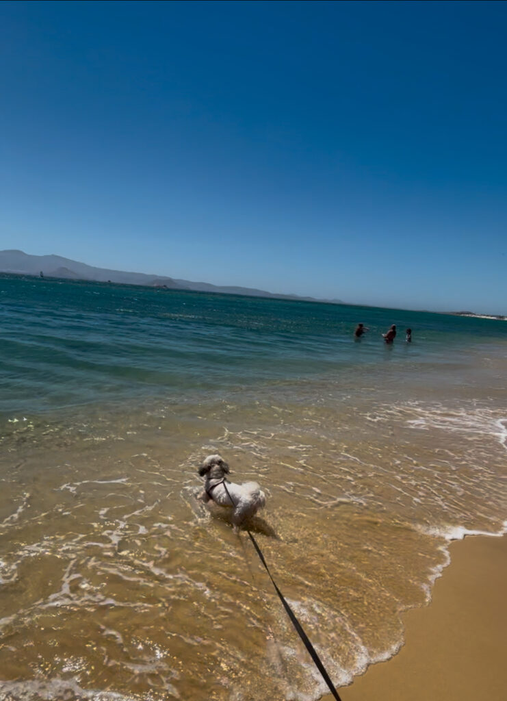 medusa naxos dog friendly resort beach