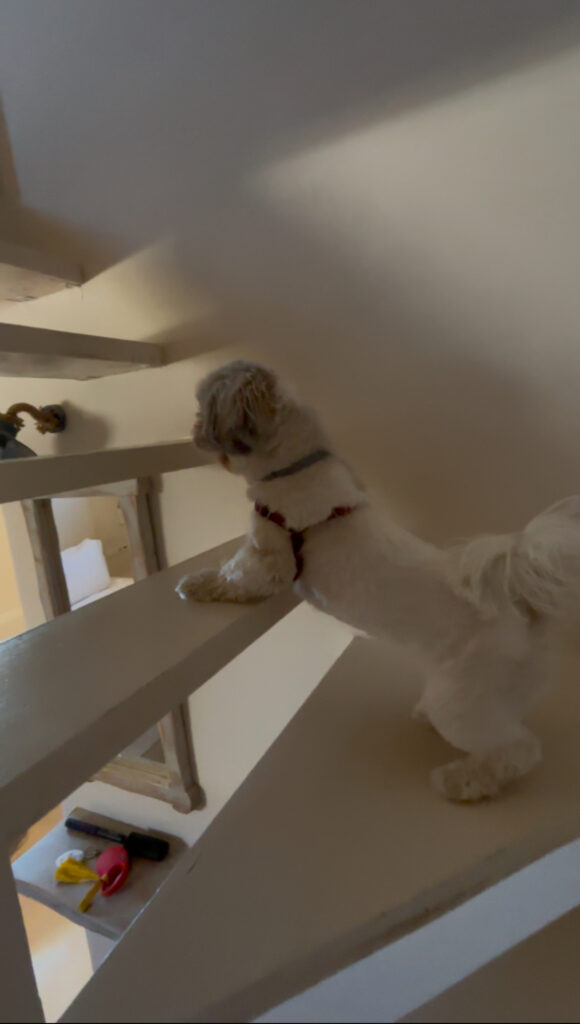 medusa naxos dog friendly resort