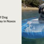 dog friendly naxos review