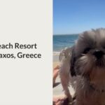 medusa beach resort and suites review dog friendly