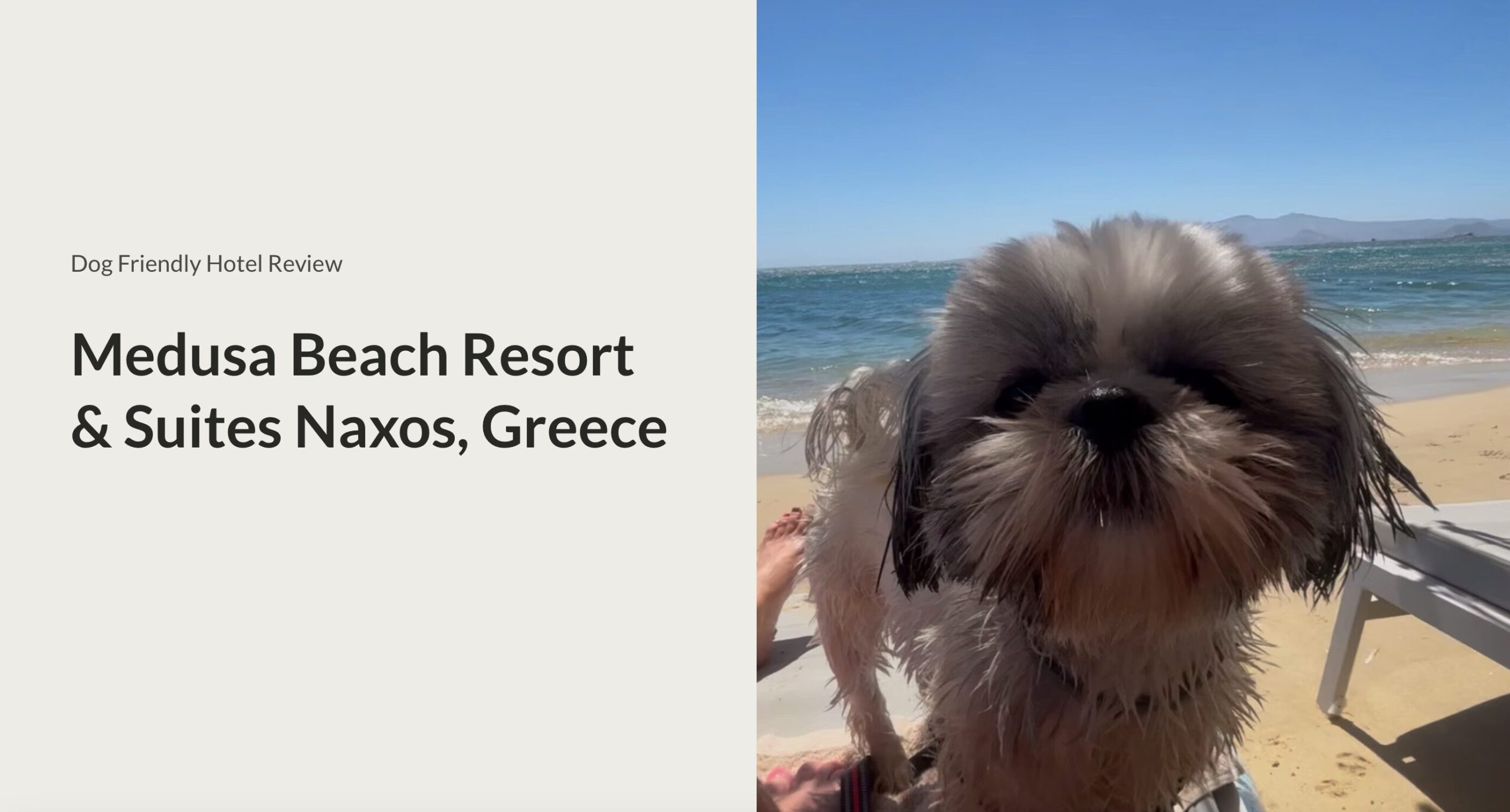 medusa beach resort and suites review dog friendly