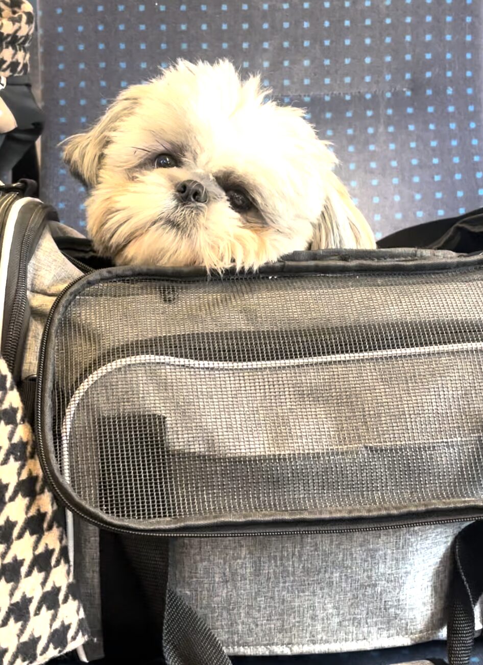 dog airport transfer dog airport transfer