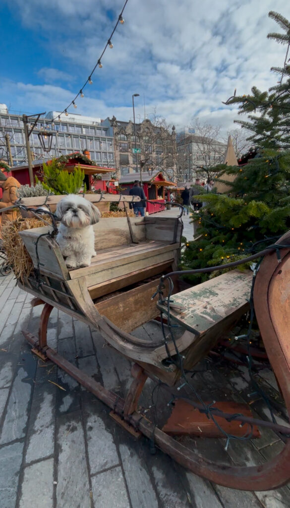 Dog friendly Christmas markets Zurich
