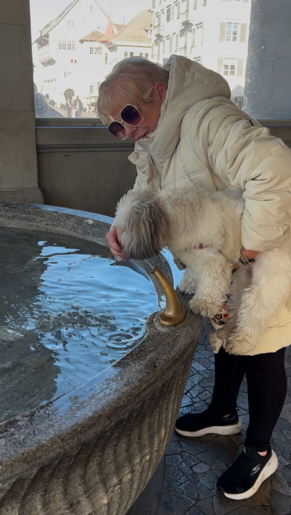 dog shih tzu drinking water Zurich