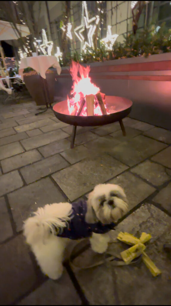 Restaurant Enja dog friendly restaurant winter garden roasting marshmallows and bread