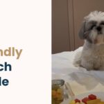 dog friendly Zurich guide