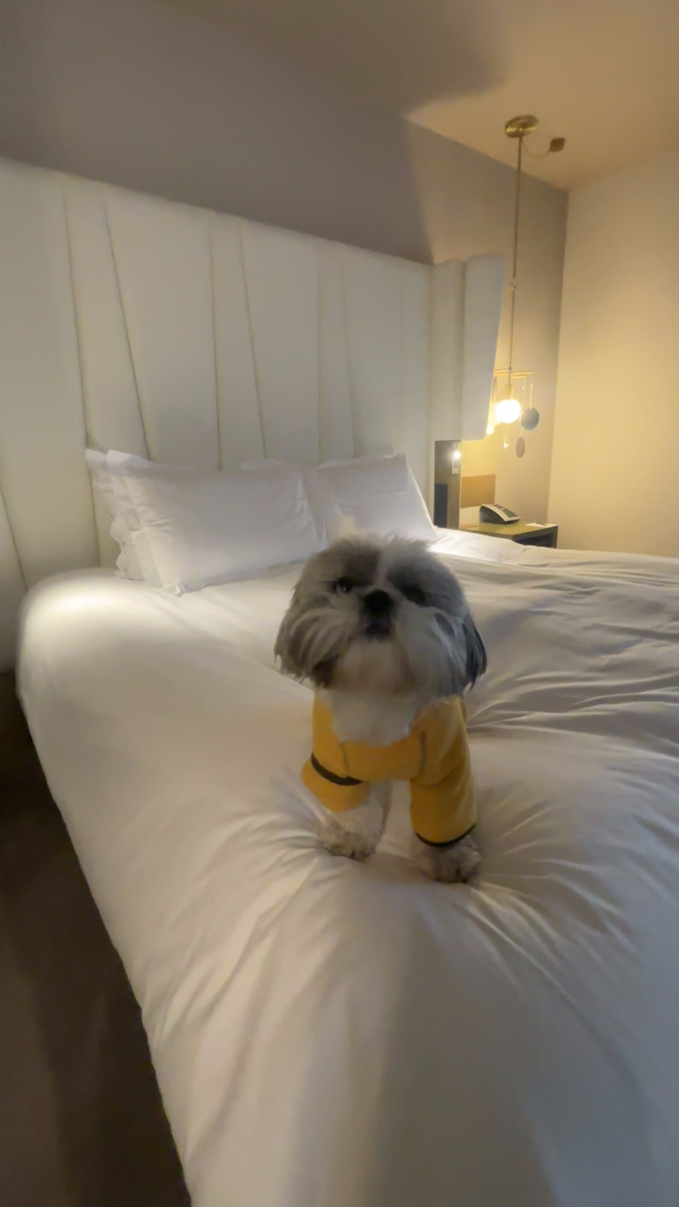 dog friendly hotel Munich Sofitel