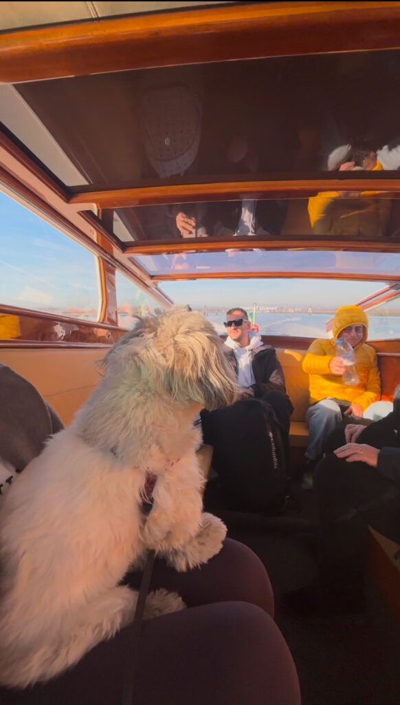 Leaving Venice with a dog water taxi departure with city skyline