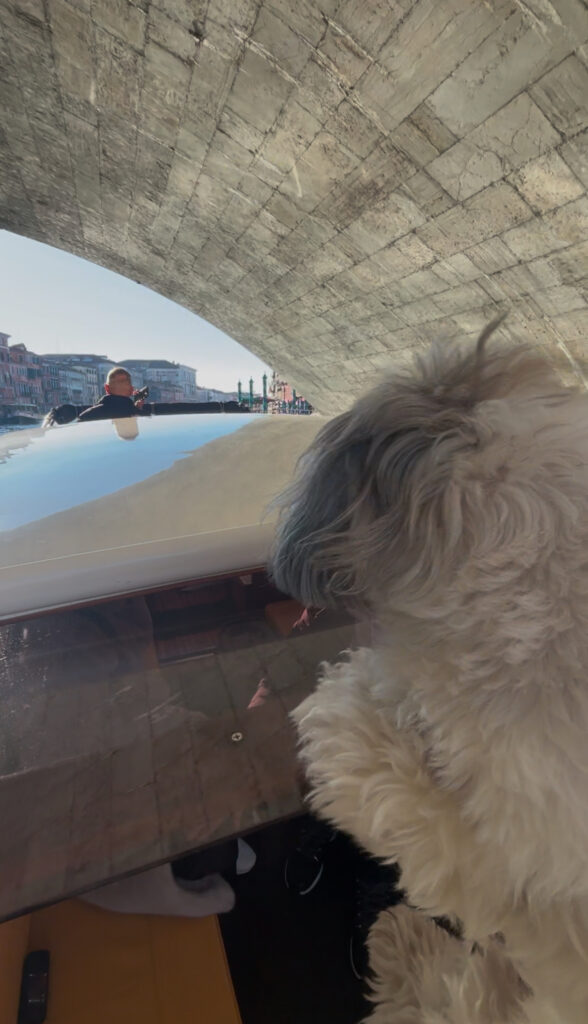 dog friendly venice arrive by taxi