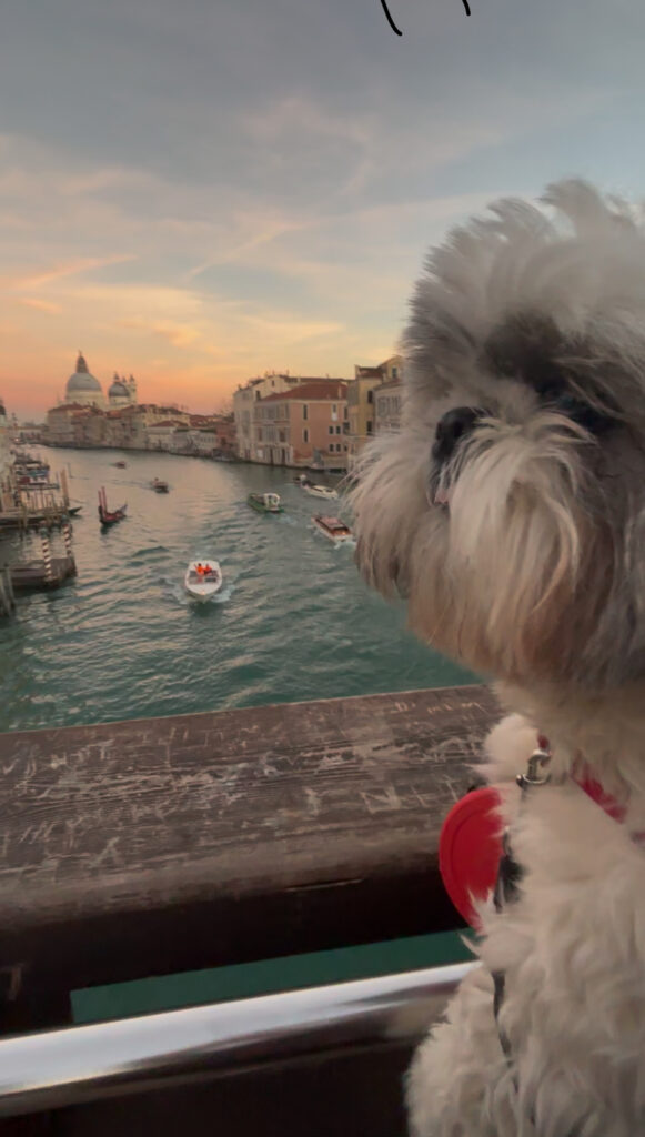 Accademia Bridge view of Santa Maria della Salute domes Venice with dogs